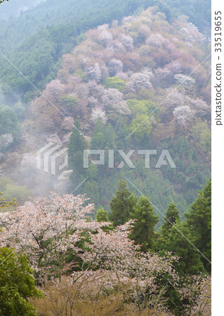 吉野山在櫻花的早晨 33519655