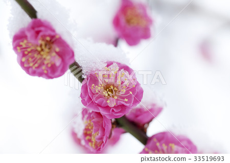 Snow on red plum Snow on red plum 33519693