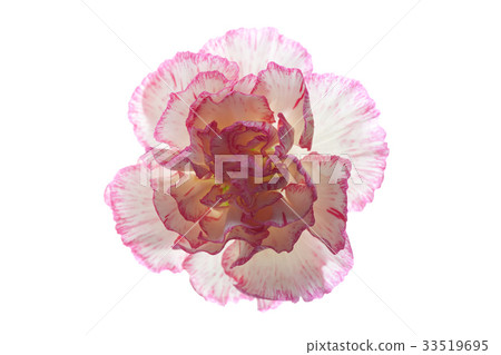 Carnation Carnation 33519695