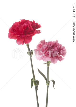 Two carnations Two carnations 33519746