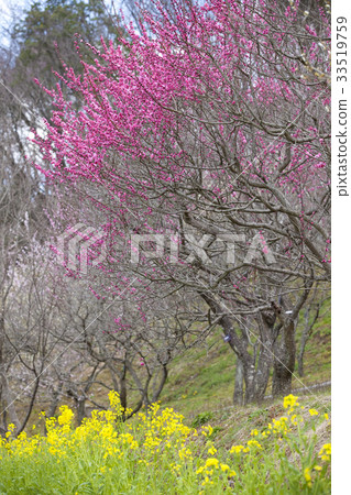 Rape flowers and plums 33519759