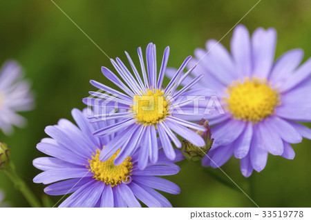 Purple flower Zion blooming in early summer 33519778