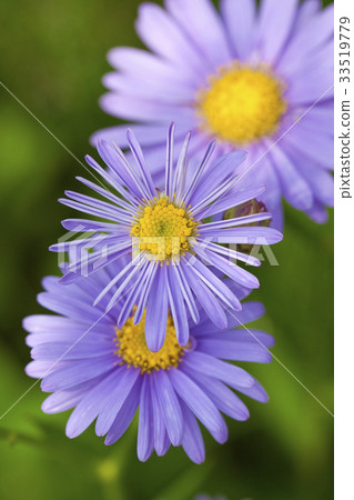 開花在初夏的紫色花錫安 33519779