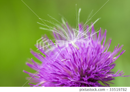 薊和薊種子 33519782