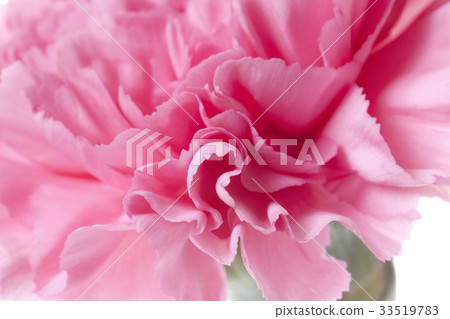 1個康乃馨 33519783