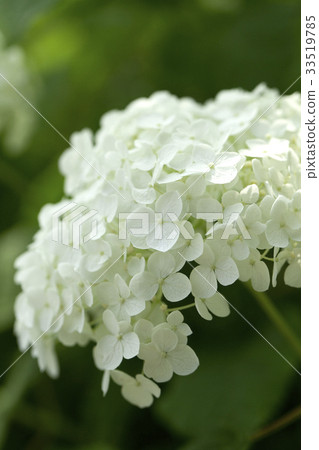 白色繡球花 33519785