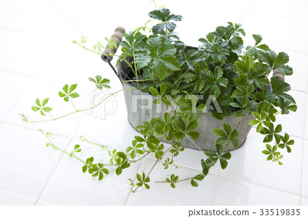 Persenissus Sugar Pine 33519835