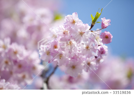 藍天和垂枝櫻花 藍天和垂枝櫻花 33519836