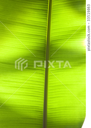 Banana leaf Banana leaf 33519863