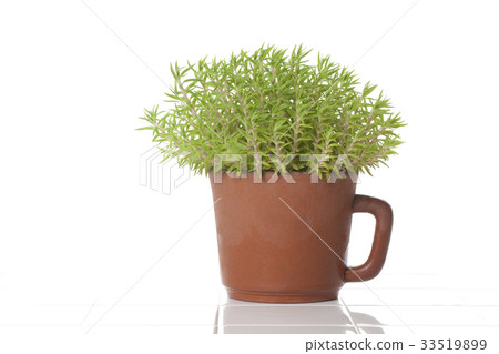Small foliage plant Small foliage plant 33519899