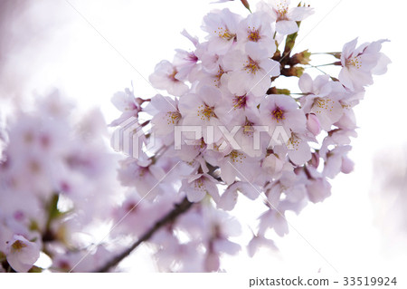 Up of cherry blossoms Up of cherry blossoms 33519924