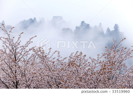 Yoshino mountain in the morning of the cherry blossoms Yoshino mountain in the morning of the cherry blossoms 33519960
