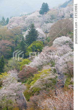 Yamano mountain cherry tree 33519981