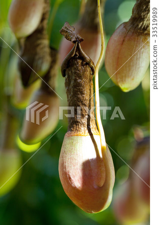 食蟲植物 食蟲植物 33519989
