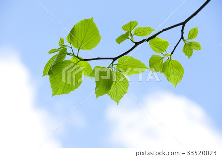Fresh green leaves 33520023