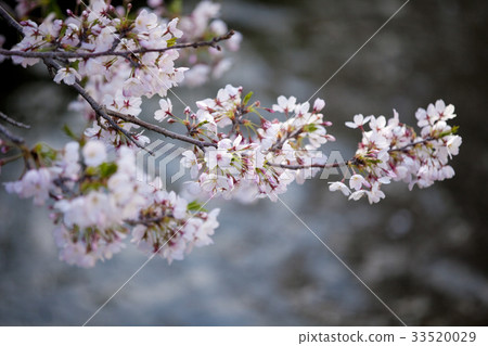 Cherry blossoms on the river Cherry blossoms on the river 33520029