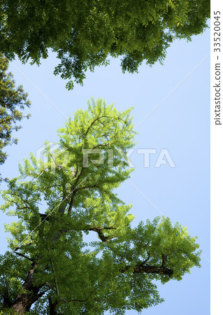 Fresh green ginkgo tree Fresh green ginkgo tree 33520045
