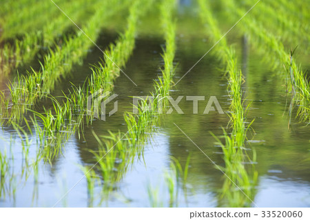 Paddy field after rice planting Paddy field after rice planting 33520060