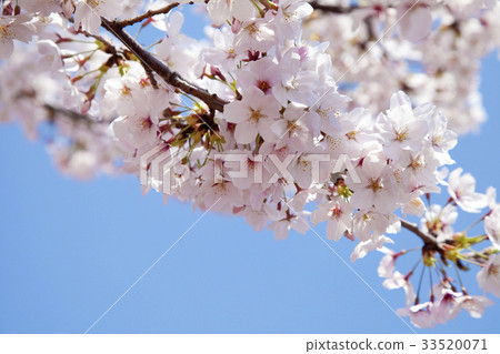 Cherry blossoms and blue sky Cherry blossoms and blue sky 33520071