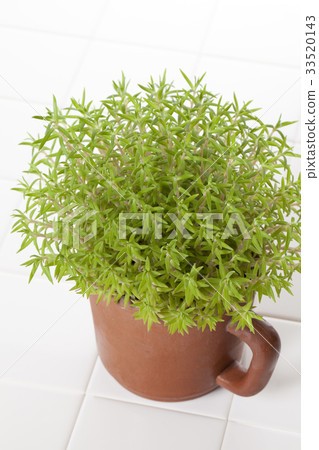 Small foliage plant 33520143
