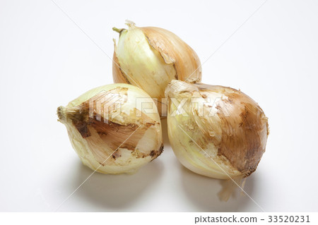 新洋蔥 33520231