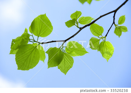 Fresh green leaves Fresh green leaves 33520238