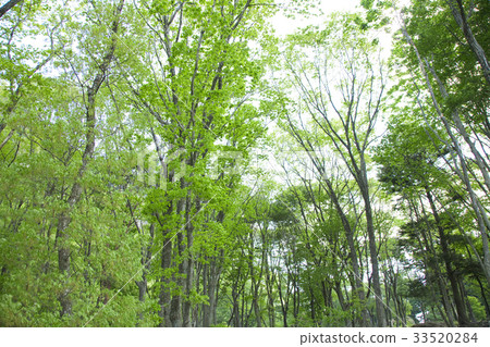 Fresh green trees 33520284