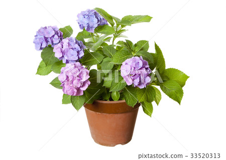 Potted plants of hydrangea 33520313
