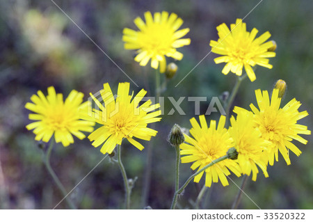 Japanese quail dandelion 33520322