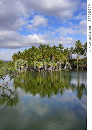 A group of dumplings that grow on the shores of the pond-Island of Hawaii- 33520499
