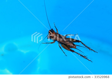 Mitsuka de cricket 33520968