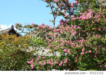 Hundred red in front of Todai-ji Temple Hokado 33521152