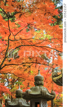 秋天的樹葉 33521157