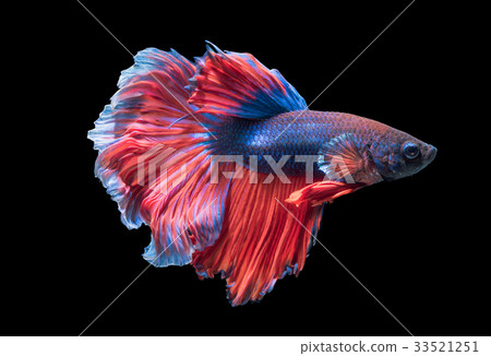 beautiful fighting fish isolated on black  33521251