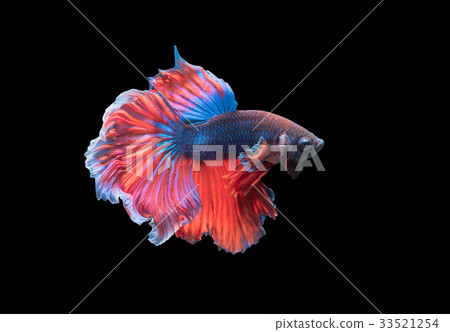 beautiful fighting fish isolated on black  33521254