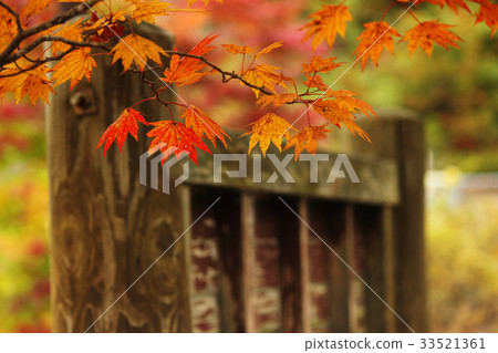 老木和楓葉 33521361