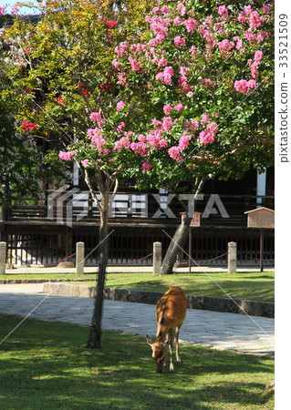 Hundred red in front of Todai-ji Temple Hokado 33521509