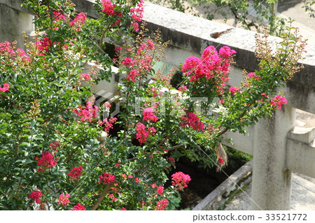 Suzukai Yado Kamo Shrine的Hakuhi Suzukai Yado Kamo Shrine的Hakuhi 33521772