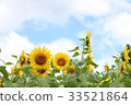 向日葵 33521864