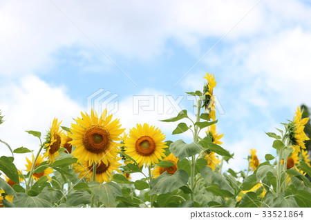 Sunflower 33521864