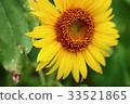 向日葵 33521865