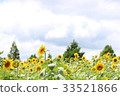 向日葵 33521866