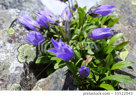 高山植物在日本阿爾卑斯山 33522043
