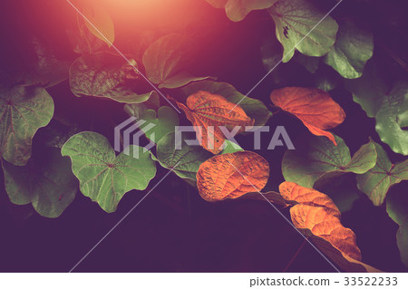 golden leaved Liana or bauhinia aureifolia. golden leaved Liana or bauhinia aureifolia. 33522233