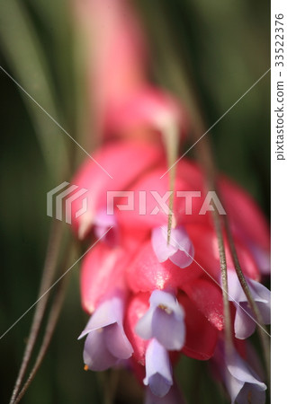Tilandia Ionansa 33522376