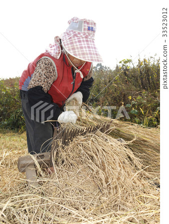 收穫，農民，光州（大都市） 33523012