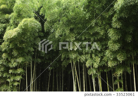 Bamboo, Damyang-gun, Jeonnam 33523061