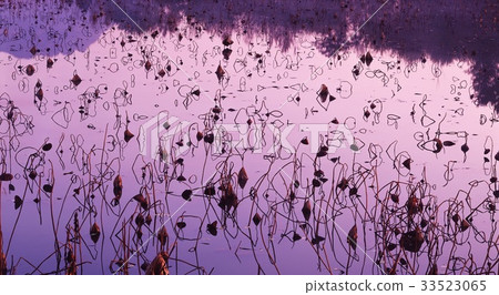 pond 33523065