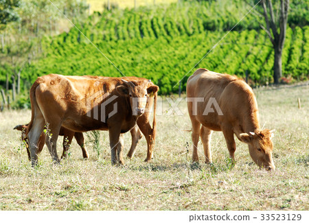 Hanwoo, Korea 33523129