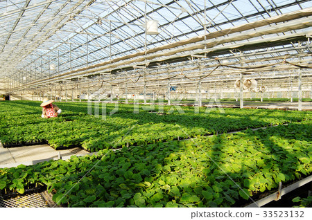 Seedlings 33523132